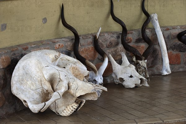 Elephant skull and antelope skull, skull, skull head, trophy, hunting, hunting trophy, skeleton, head, poacher, Botswana, Africa
