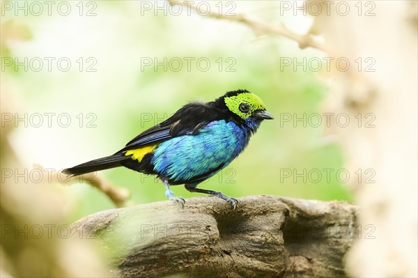 Paradise tanager (Tangara chilensis) sitting on a branch, Bavaria, Germany, Europe