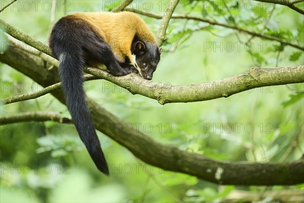 Yellow-throated marten (Martes flavigula) on a branch, Germany, Europe