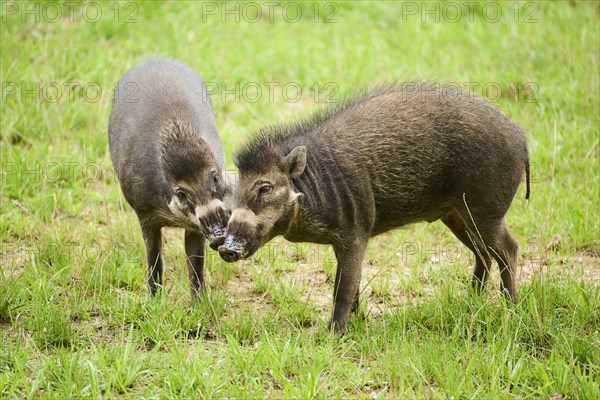 Visayan warty pigs (Sus cebifrons negrinus) on a meadow, Bavaria, Germany, Europe