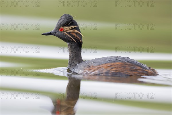 Black-necked Grebe (Podiceps nigricollis), El Taray wetland, Castilla-La Mancha, Spain, Europe