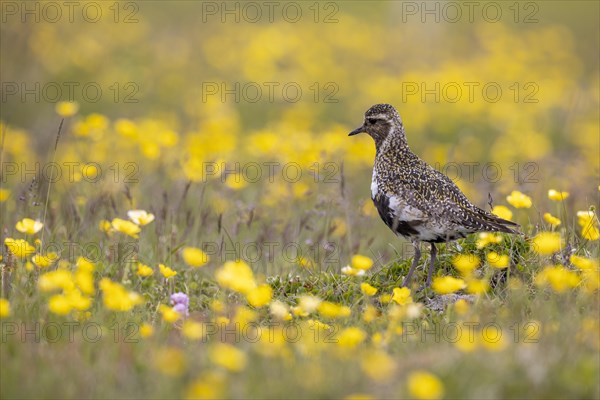 European golden plover (Pluvialis apricaria) surrounded by dandelions, Grimsey Island, Iceland, Europe