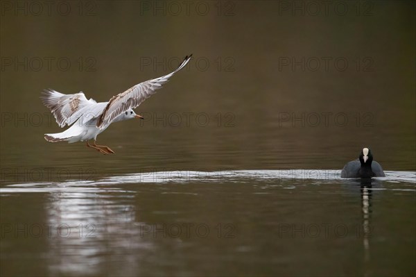 A black-headed gull in flight, Lake Kemnader, Ruhr area, North Rhine-Westphalia, Germany, Europe