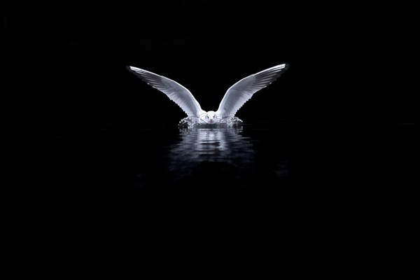 A black-headed gull landing, Lake Kemnader, Ruhr area, North Rhine-Westphalia, Germany, Europe