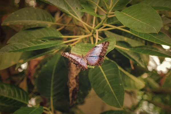 A butterfly with slightly damaged wings on a leaf, Krefeld Zoo, Krefeld, North Rhine-Westphalia, Germany, Europe