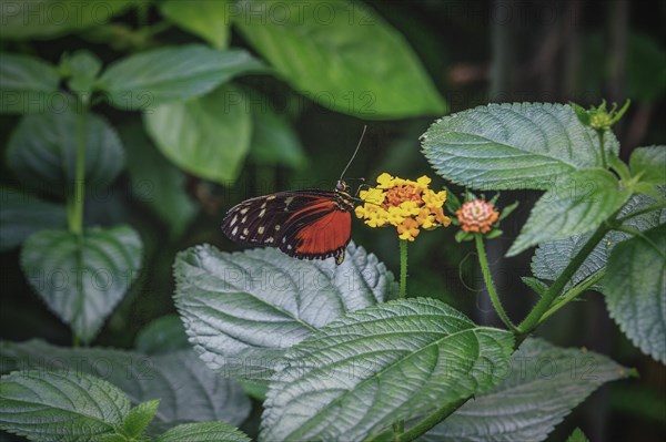 An orange and black butterfly rests on a yellow flower surrounded by green leaves, Krefeld Zoo, Krefeld, North Rhine-Westphalia, Germany, Europe