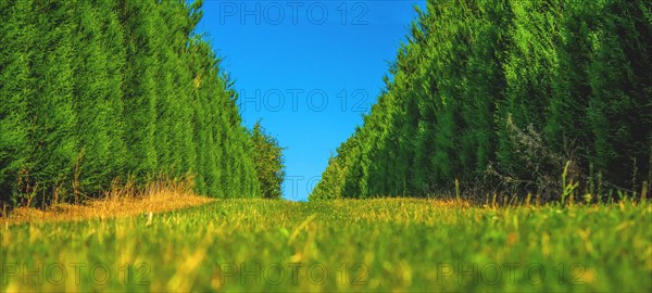 Sunny tree-lined avenue with symmetrical perspective and bright blue sky, Haan, North Rhine-Westphalia, Germany, Europe