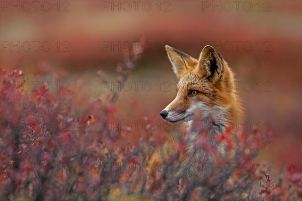 Red fox (Vulpes vulpes) in autumn tundra, portrait, Dempster Highway, Yukon Territory, Canada, North America