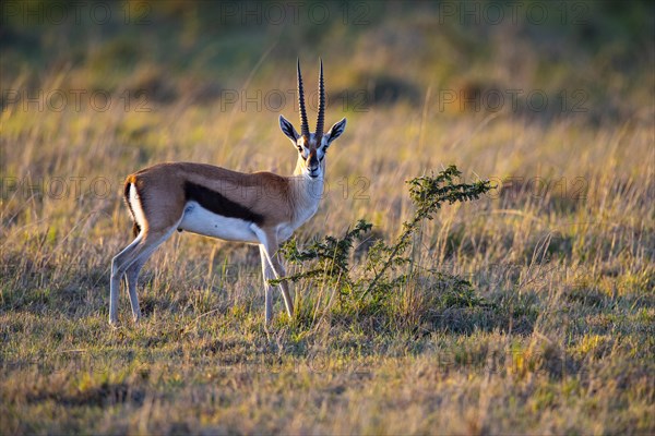 Thomson's gazelle (Gazella thomsoni) Masai Mara Kenya