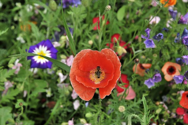 Colourful flower meadow, Schwaebisch Gmuend, Baden-Wuerttemberg, Germany, Europe