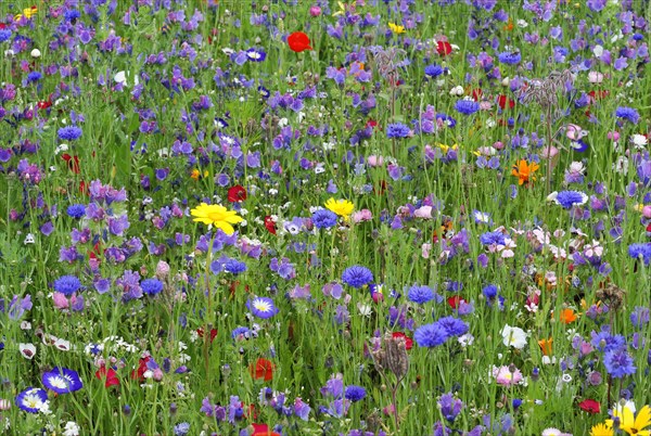 Cornflowers (Centaurea cyanus), yarrow (Achillea), mallow (Malva), yellow daisies (Leucanthemum), poppy (Papaver rhoeas), Baden-Wuerttemberg, Germany, Europe