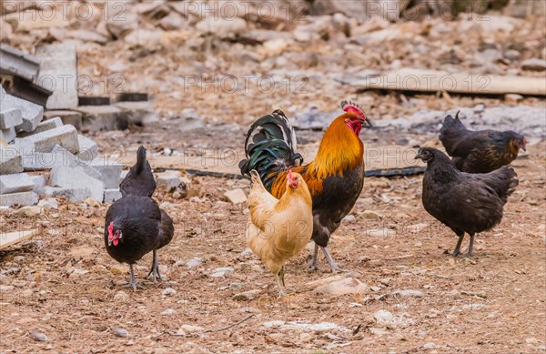 Large cochin rooster in rural farmyard with four hens