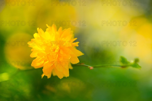 Flower of a ranunculus (Kerria japonica 'Pleniflora') or ranunculus bush, Japanese kerrie, Japanese golden anemone, golden anemone, cultivated form with double flowers, bright yellow flower in close-up, macro shot with soft light, Lower Saxony, Germany, Europe
