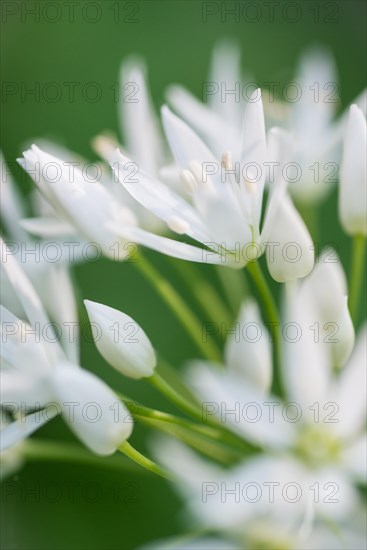 Ramson (Allium ursinum), white flowers against a green background, early bloomer in April, spring, macro shot, close-up, Allertal, Lower Saxony, Germany, Europe