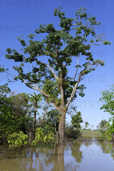 Trees in the flooded forest, Amazonas state, Brazil, South America