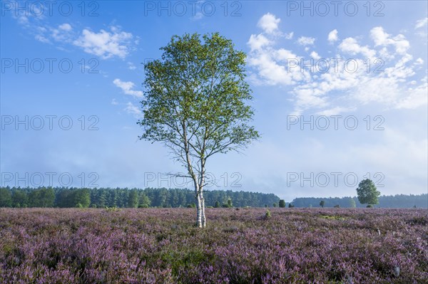 Heathland, flowering common heather (Calluna vulgaris) and birch (Betula), blue sky, Lueneburg Heath, Lower Saxony, Germany, Europe