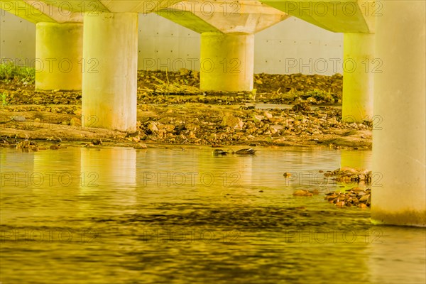 Two spot-billed ducks looking for food in shallow river under concrete bridge on sunny day