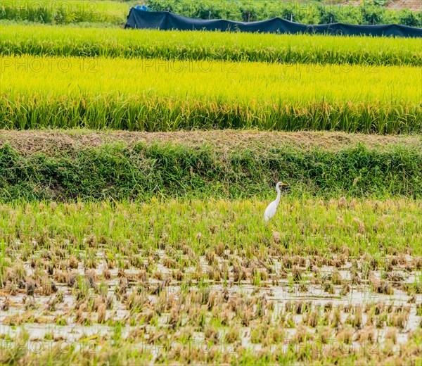 White snowy egret looking for food in a rice paddy on a sunny afternoon in South Korea