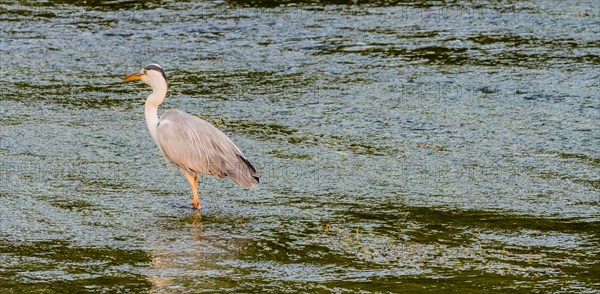 Little blue heron standing on a pebbled sandbar in a shallow river hunting for food