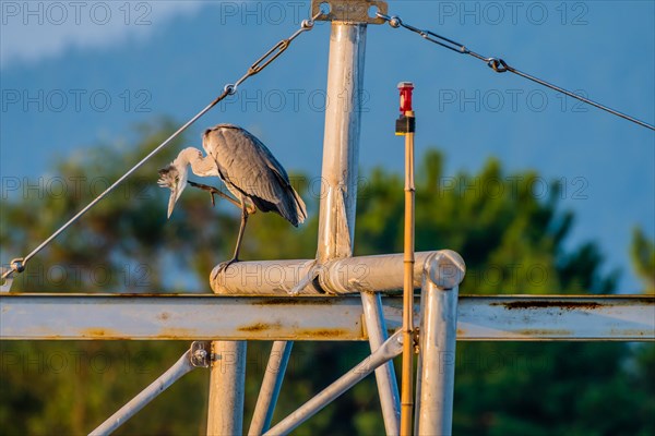 Large gray heron scratching its chin while perched on metal cross beam of boat rigging