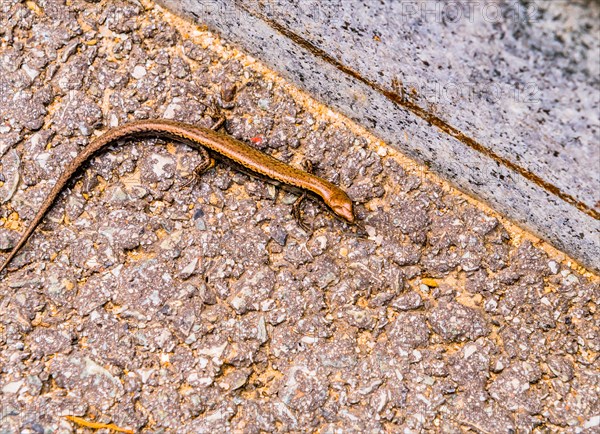 Small bronze colored lizard resting in sun next to curb of paved road