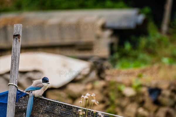 Azure-winged magpie perched on a black mesh fence with a blurred background