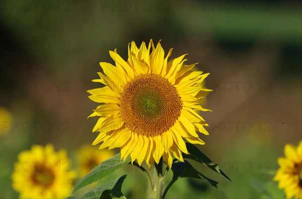 Sunflower (Helianthus annuus), blossom, yellow, flower, summer, good mood, close-up of a large sunflower