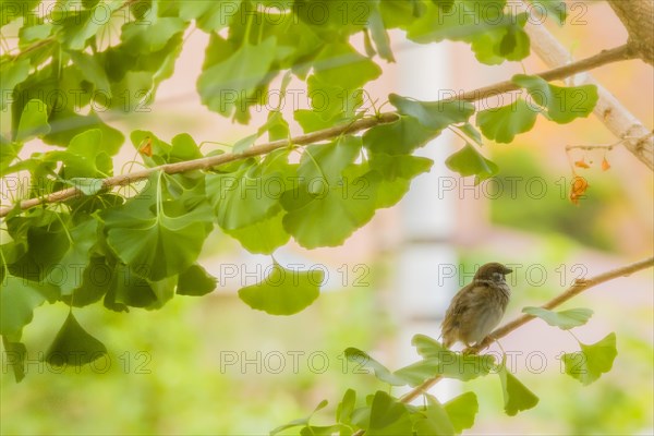 Beautiful Eurasian sparrow perched on tree branch with bright green leaves on a sunny day