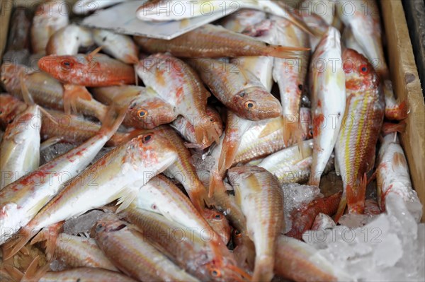 Fish, seafood at the Venetian harbour of Heraklion, island of Crete, Greece, Europe