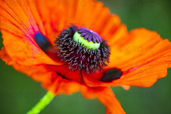 Red flower with pistil of the Turkish poppy (Palaver orientale), Botanical Garden, Munich, Upper Bavaria, Bavaria, Germany, Europe