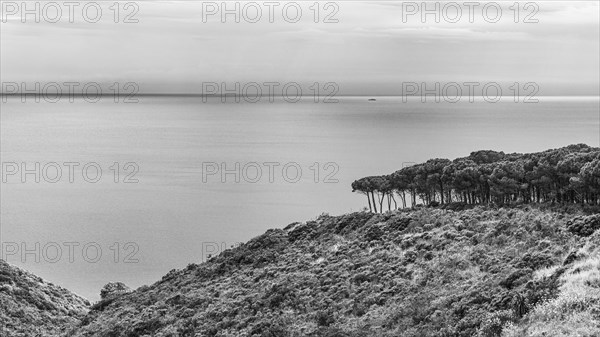 View of the Tyrrhenian Sea from the terrace of the Tenuta delle Ripalte winery, black and white photograph, Elba, Tuscan Archipelago, Tuscany, Italy, Europe