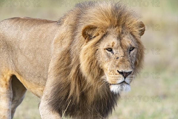 Lion (Panthera leo) Masai Mara Kenya