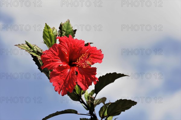 Hibiscuses (Hibiscus) tobacco plantation, tobacco leaves, tobacco plant (Nicotiana), tobacco cultivation in Valle de Vinales National Park, Vinales, Pinar del Rio Province, Cuba, Greater Antilles, Caribbean, Central America