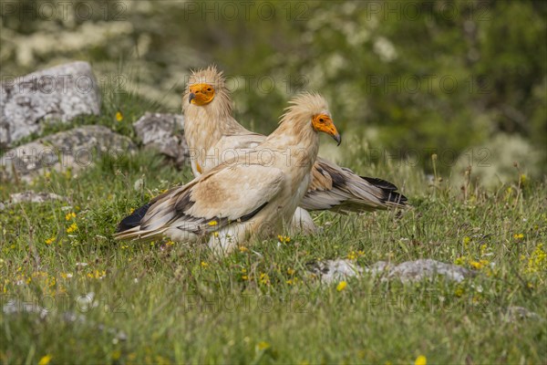 2 Egyptian Vulture (Neophron percnopterus), Castilla y Leon province, Picos de Europa, Spain, Europe