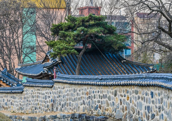 Pine tree next to roof of oriental building surrounded by a stone wall with oriental tiled top with modern buildings and trees in the background