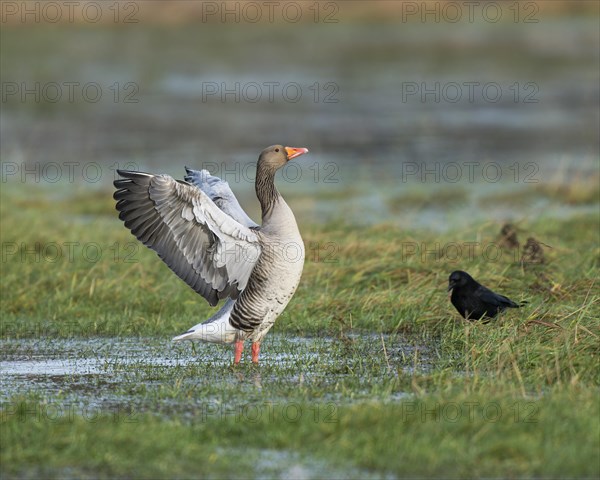 Greylag goose (Anser anser), standing on a flooded meadow and flapping its wings, Barnbruchswiesen and Ilkerbruch nature reserve, Lower Saxony, Germany, Europe