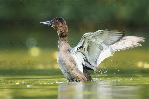 Common pochard (Aythya ferina) shaking its wings on a lake, Bavaria, Germany, Europe