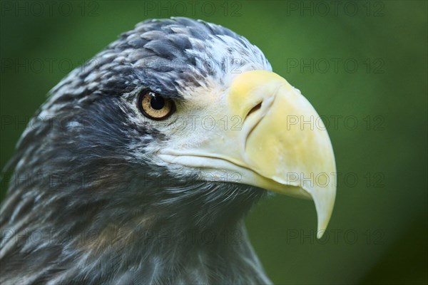 Steller's sea eagle (Haliaeetus pelagicus) portrait, captive, Germany, Europe