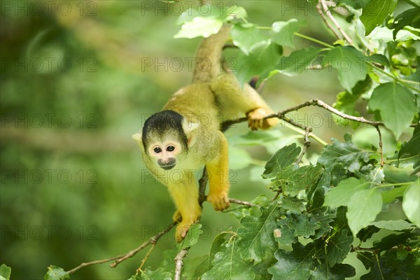 Black-capped squirrel monkey (Saimiri boliviensis) climbing in a tree, Germany, Europe