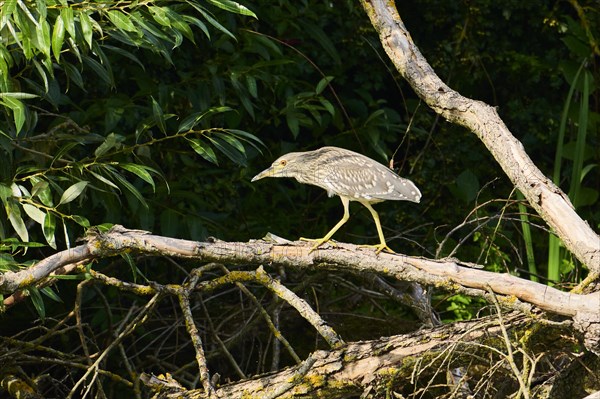 Black-crowned night-heron (Nycticorax nycticorax) hunting on an old tree trunk at the edge of the water, Bavaria, Germany, Europe
