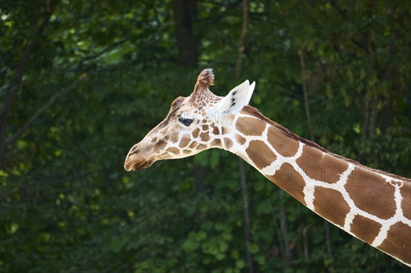 Reticulated giraffe (Giraffa camelopardalis reticulata), portrait, captive, Germany, Europe