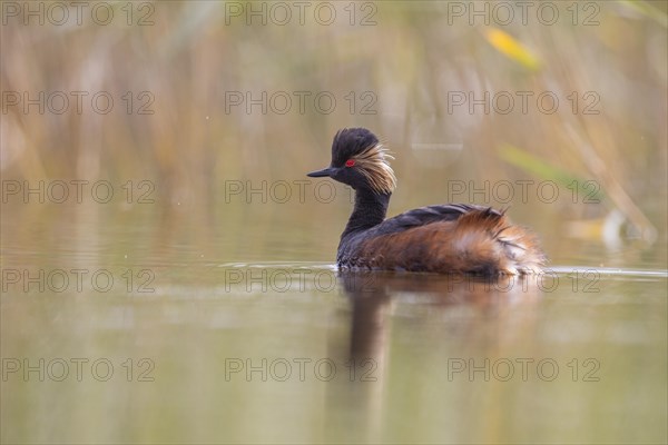 Black-necked Grebe (Podiceps nigricollis), El Taray wetland, Castilla-La Mancha, Spain, Europe