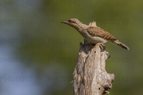 Eurasian wryneck (Jynx torquilla), on branch, Castile-Leon province, Spain, Europe