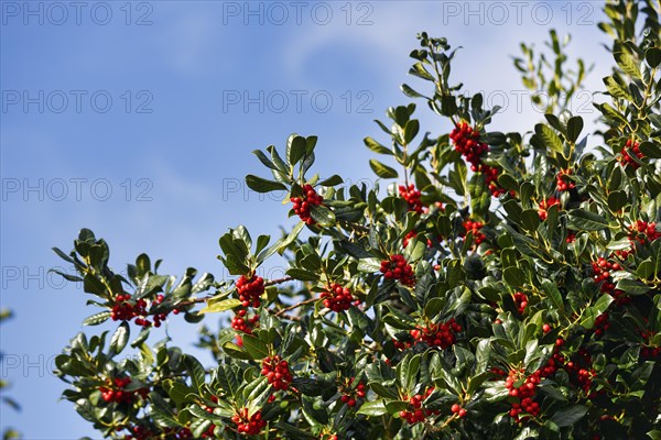 European holly (Ilex aquifolium) with red fruits in front of a blue sky, Foehr, Schleswig-Holstein, Germany, Europe