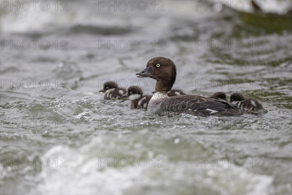 Barrow's goldeneye (Bucephala islandica), female with chicks, young birds, Laxa River, Lake Myvatn, Iceland, Europe