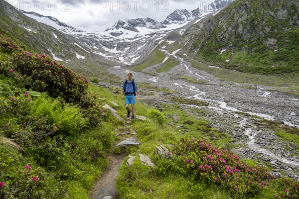 Mountaineers on a hiking trail between blooming alpine roses, view of the Schlegeisgrund valley, glaciated mountain peaks Hoher Weiszint and Dosso Largo with Schlegeiskees glacier, Berliner Hoehenweg, Zillertal, Tyrol, Austria, Europe