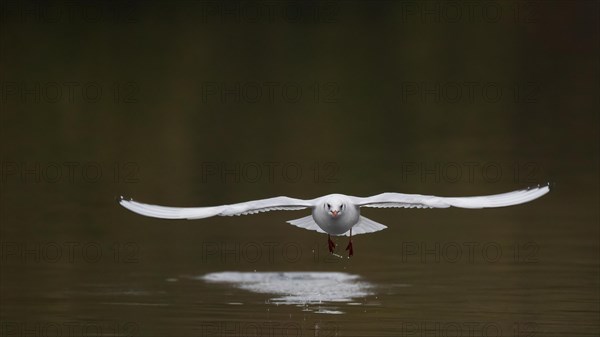 A black-headed gull in flight, Lake Kemnader, Ruhr area, North Rhine-Westphalia, Germany, Europe