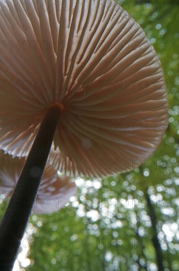 Long-stemmed garlic dwindler (Marasmius alliaceus), from below, lamellae, Hesse, Germany, Europe