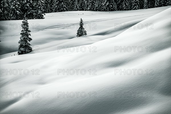 Single spruces (Picea) in a snowy winter landscape, Balderschwang, Oberallgaeu, Bavaria, Germany, Europe