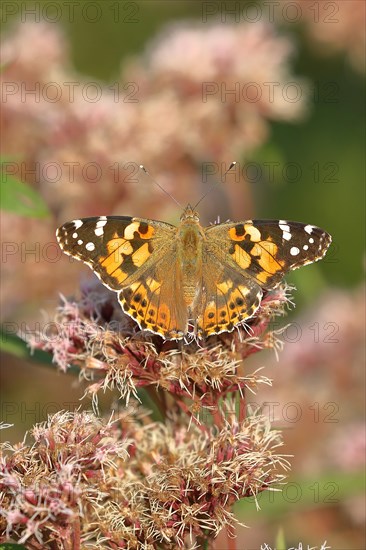 Painted lady (Vanessa cardui), on common water aster (Asteraceae), Wilnsdorf, North Rhine-Westphalia, Germany, Europe